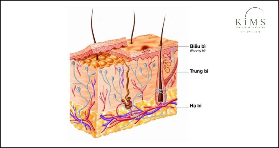 Các lớp da mà peel da có thể tác động đến.
