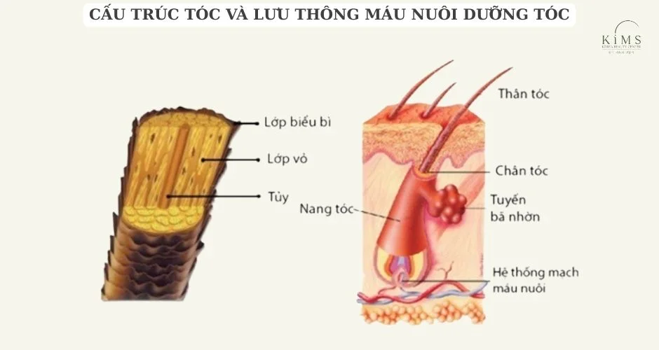 Cấu trúc tóc và lưu thông máu nuôi dưỡng tóc.