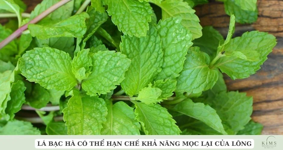 Lá bạc hà có thể hạn chế khả năng mọc lại của lông.