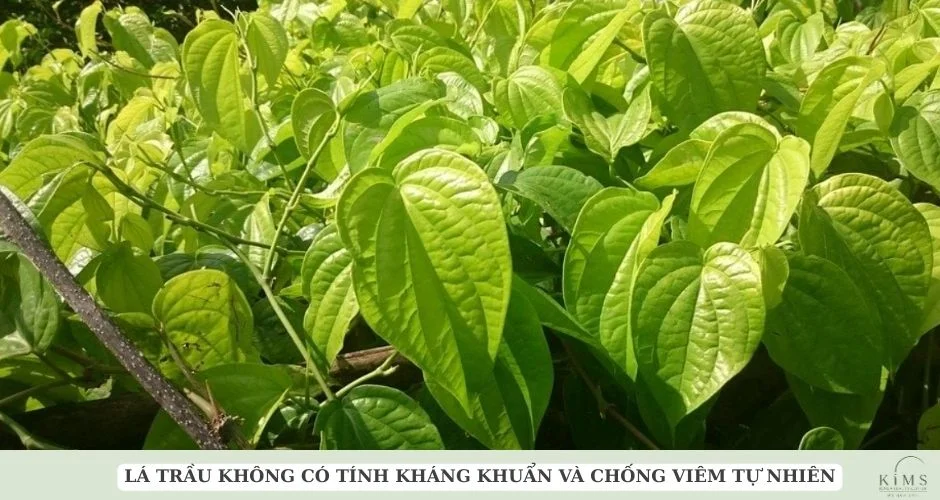 Lá trầu không có tính kháng khuẩn và chống viêm tự nhiên.