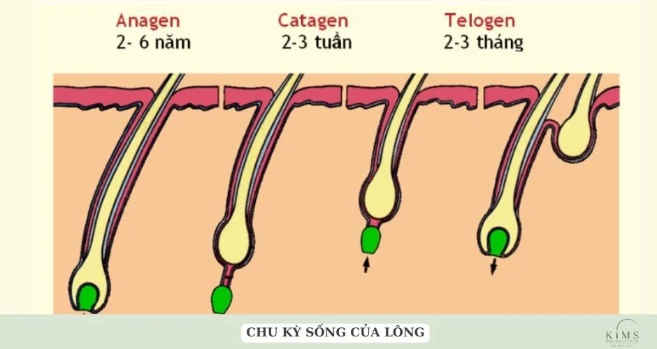 Chu kỳ sống của lông.