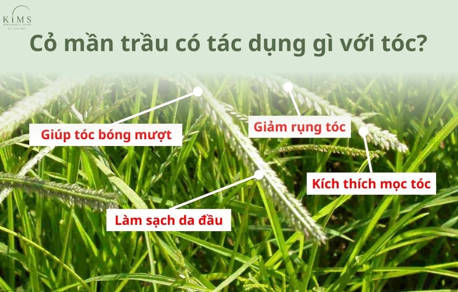 cỏ mần trầu trị rụng tóc
