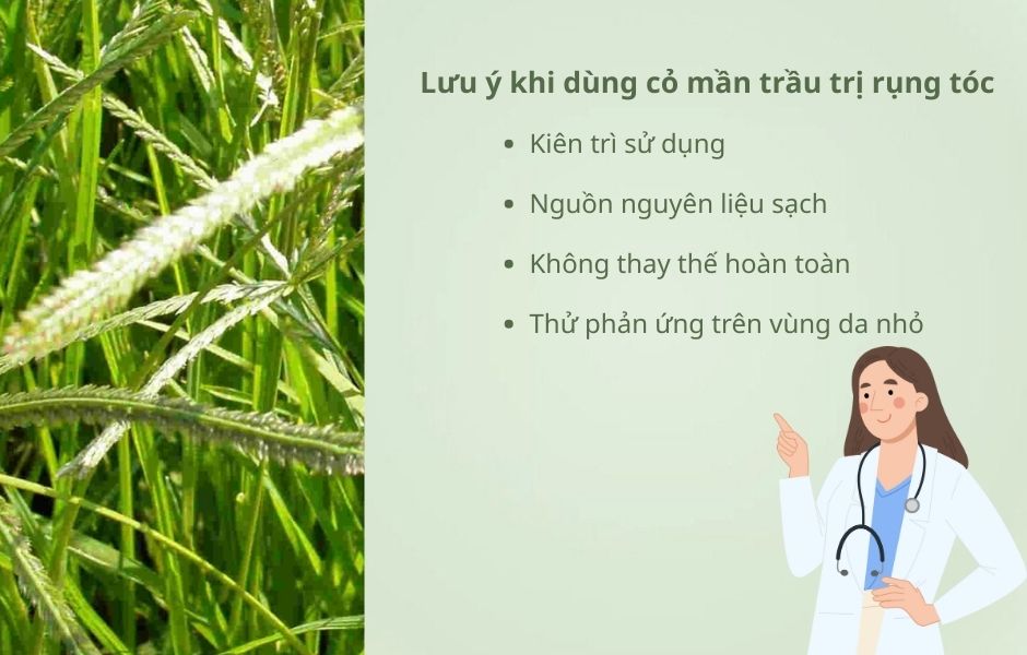 cỏ mần trầu trị rụng tóc