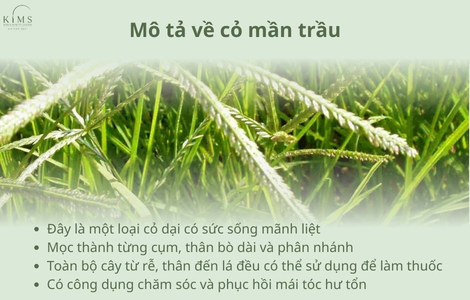 cỏ mần trầu trị rụng tóc