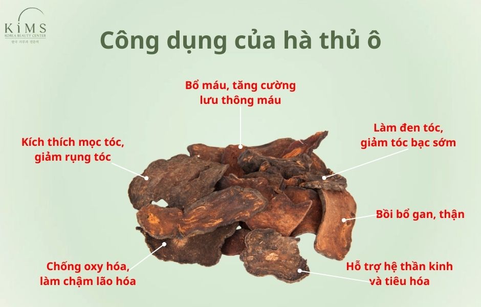 Hà thủ ô trị rụng tóc